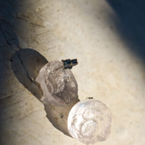 transparent earrings sea creatures-2